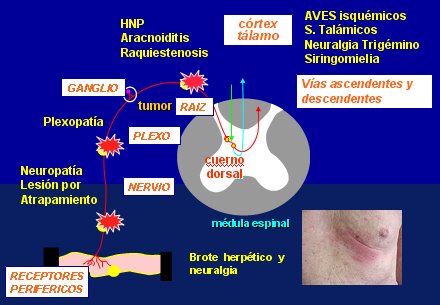 Medicamentos corticosteroides pdf