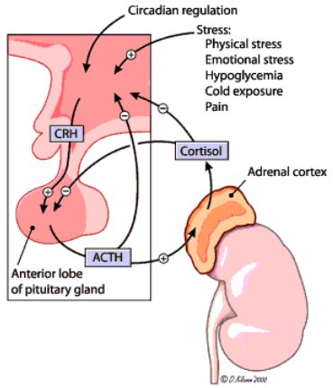 Sintesis de esteroides adrenales