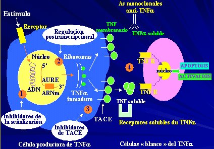 Antiinflamatorios no esteroideos aines ppt