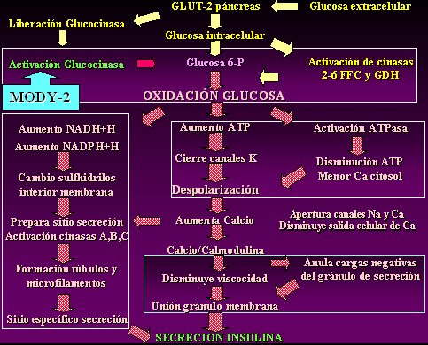 Que Es La Diabetes Mellitus Tipo Mody Que Es La Diabetes Mellitus Tipo Mody