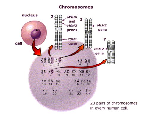 Cancer de colon hereditario - Cancer colon hereditario