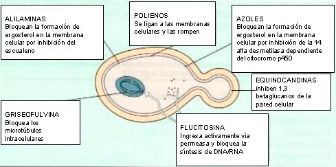 Antifungico significado