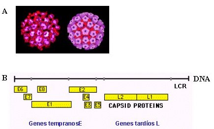 papilom oncogen