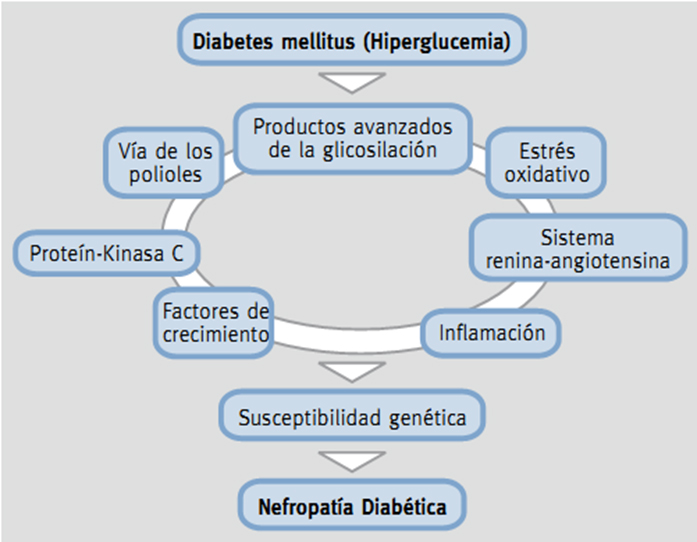 nefropatía diabética pdf 2021 cukorbetegség kezelésére hektáros