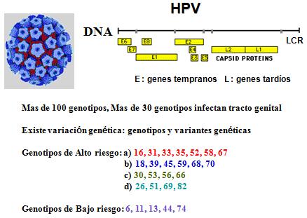 Virus del papiloma genotipos