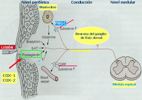 Fisiopatología del dolor musculoesquelético crónico - Medwave