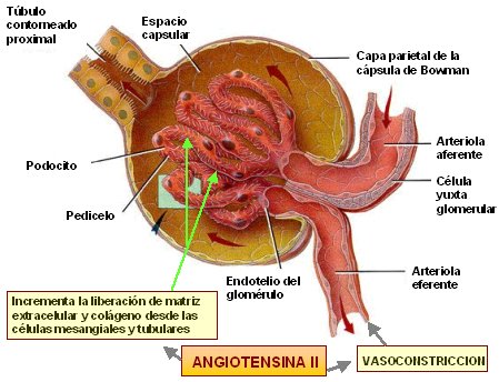 problem Modsætte sig Framework Daño de órganos blanco en hipertensión arterial - Medwave